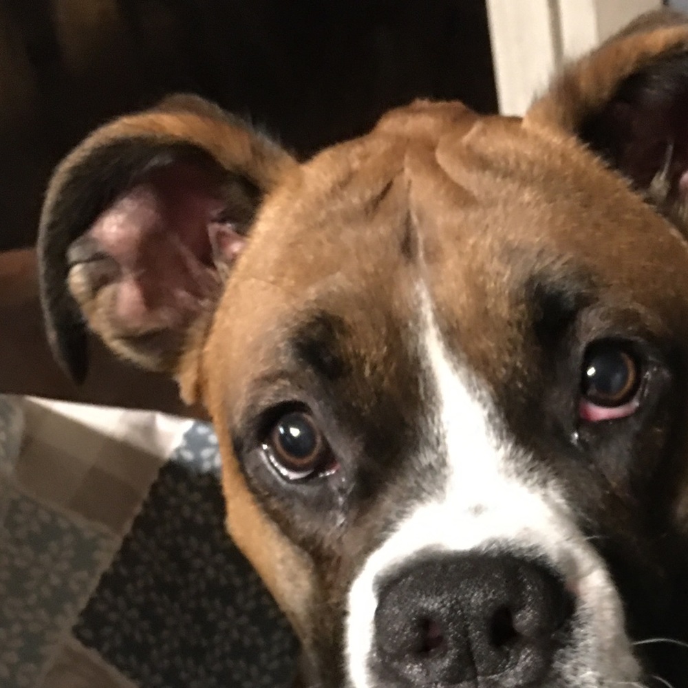 Meet your Posher, Lilly